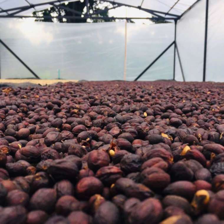 Exotic and Single Origin Coffees: Score 86+